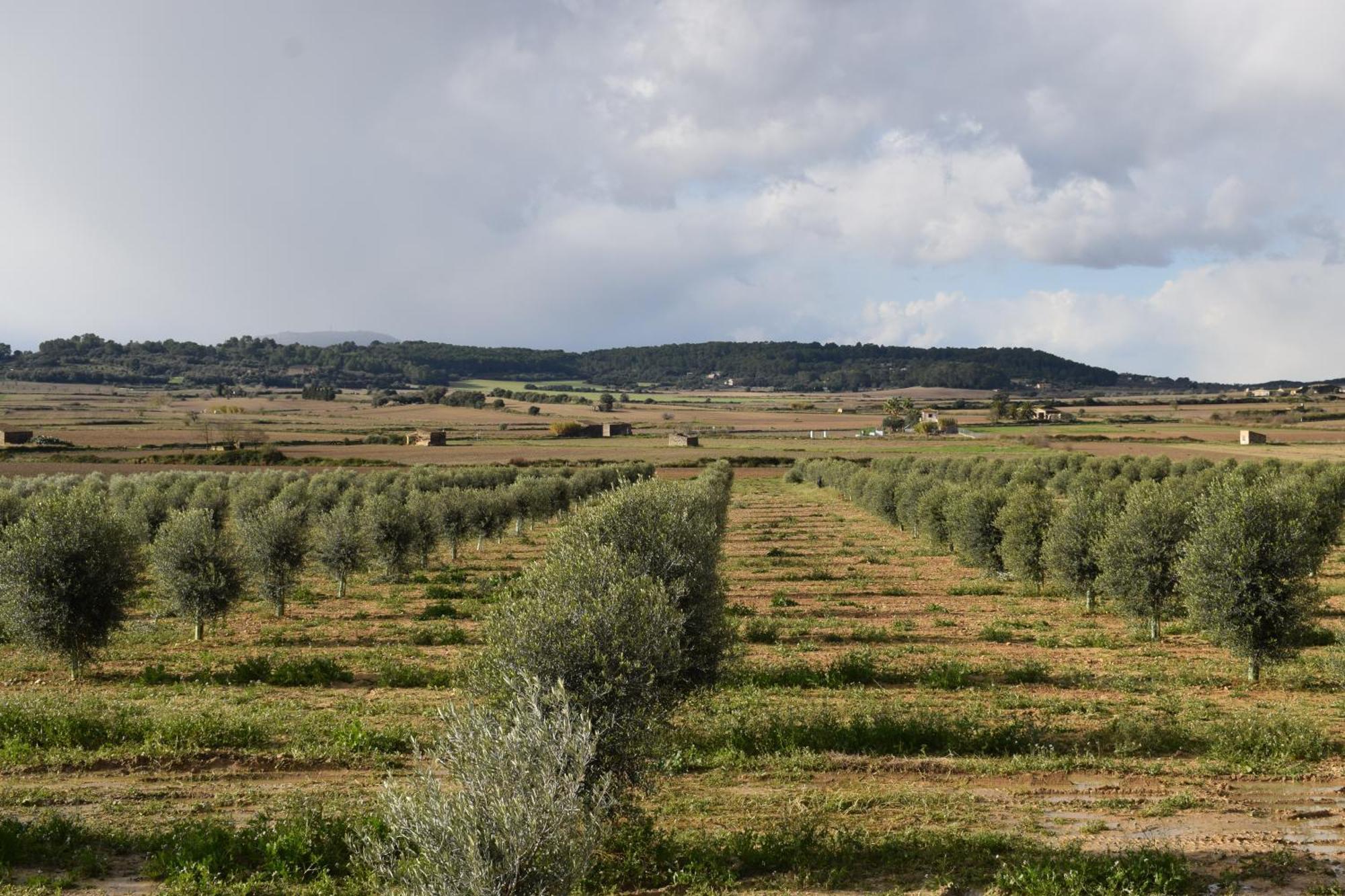 Agroturisme Gossalba Sant Joan Номер фото